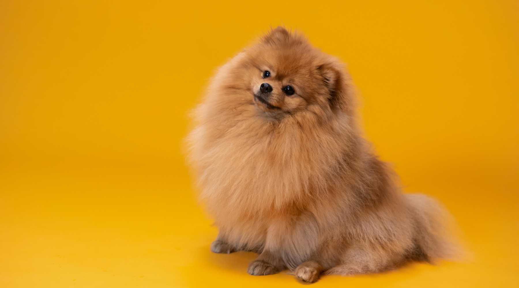 Adorable pomeranian deals