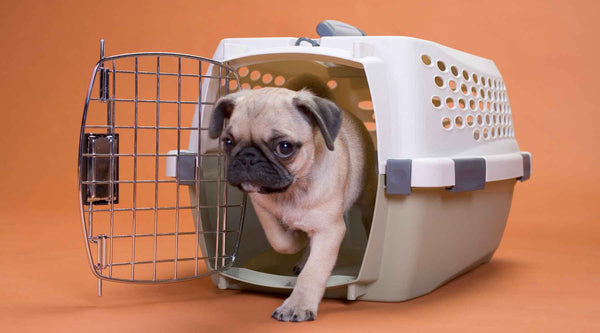 Crate Training Your Dog