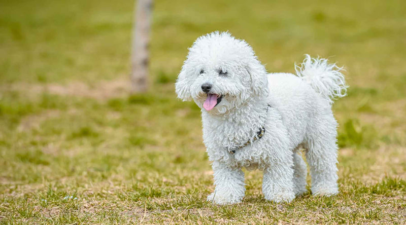 A Pet Owner s Guide to Poodle Dog Breed Pet Express