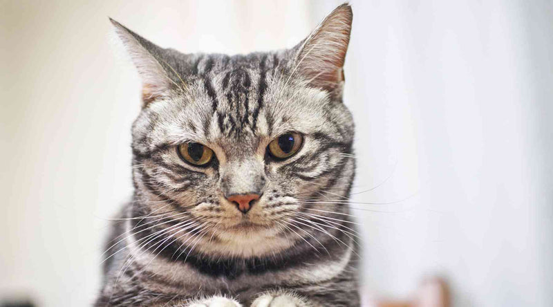 A Guide to the American Shorthair & How to Care for Them