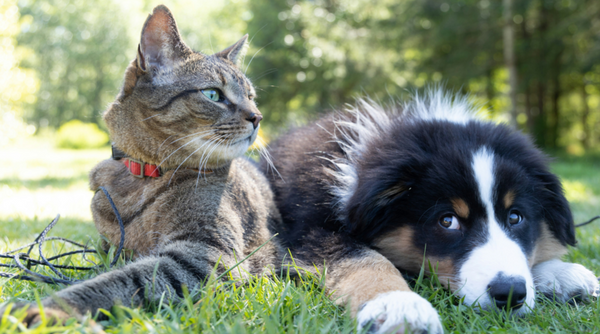 Protect Your Furry Friend: Understanding Rabies in Pets