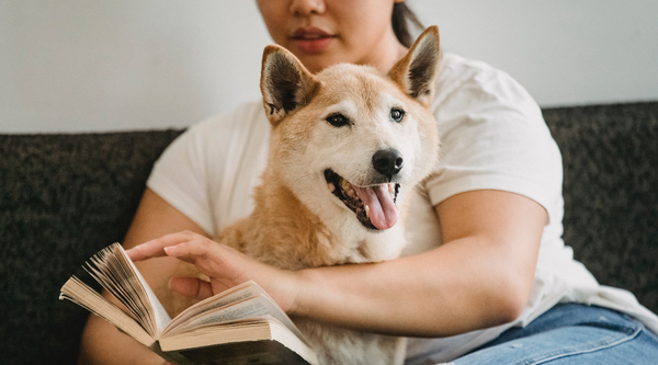 Dog sitting on his / her fur parent while reading a book