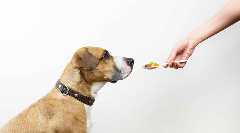 giving supplements to a dog