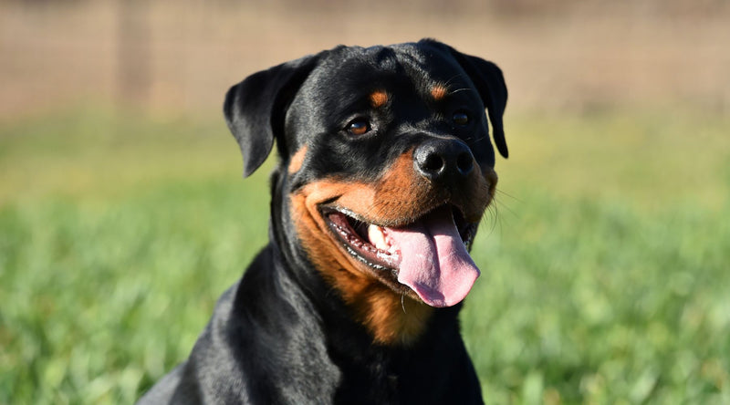 rottweiler dog breed guide