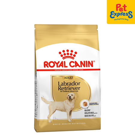 Labrador retriever discount puppy royal canin